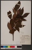 Trochodendron aral...