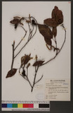 Alnus japonica (Thunb.) Steud.