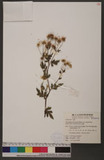 Chrysanthemum boreale Makino var. tomentellum (Hand.-Mazz.) Kitamura s˪o