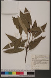 Cyclobalanopsis gilva (Blume) Oerst. 