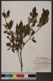 Styrax formosana Matsum. Q֤E|