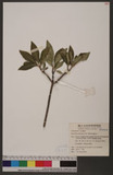 Rauwolfia verticillata (Lour.) Baillon
