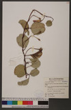 Ipomoea pes-caprae (L.) R. Br. subsp. brasiliensis (L.) Oostst. 馬鞍藤