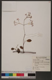 Ecdysanthera rosea Hook. & Arn. 