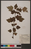 Rubus taitoensis Hayata var. aculeatiflorus (Hayata) H. Ohashi & Hsieh a_l