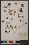 Ranunculus formosa-montanus Ohwi ܤӣ