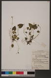 Viola adenothrix Hayata ߩj
