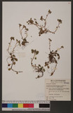 Chrysosplenium lanuginosum Hook. f. & Thoms. var. formosanum (Hayata) H. Hara OWߨ಴