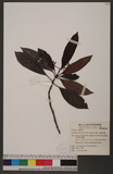 Psychotria rubra (Lour.) Poir. E`