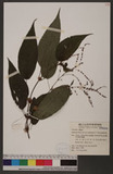 Boehmeria blinii Levl. var. podocarpa W. T. Wang `GR