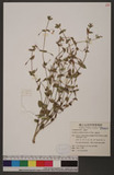 Vandellia cordifolia (Colsm.) G. Don wg