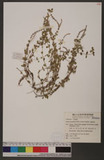 Rotala rotundifolia (Wall. ex Roxb.) Koehne ޥ