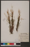 Pogonatherum crini...