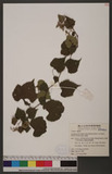 Ampelopsis brevipedunculata (Maxim.) Trautv. var. hancei (Planch.) Rehder ~s