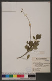 Crotalaria pallida Ait. 黃野百合