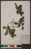 Grewia rhombifolia Kanehira & Sasaki ٸ