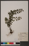 Adiantum lunulatum Burm. f.