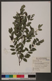 Breynia officinalis Hemsl. J]