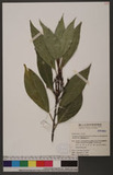 Symplocos cochinchinensis (Lour.) S. Moore var. philippinensis (Brand) Noot. ?Ǥ