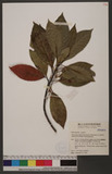 Elaeocarpus sphaer...