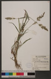 Polypogon fugax Nees ex Steud. Y