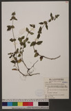 Clinopodium laxiflorum (Hayata) Matsum. 