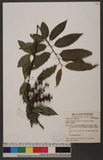 Stachyurus himalaicus Hook. f. & Thomson ex Benth. q