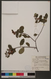 Flueggea virosa (Roxb. ex Willd.) Baill.