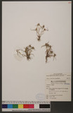 Cyperus pygmaeus Rottb. G