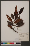 Chrysophyllum cainito L. PīG
