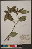 Euphorbia heterophylla L. խcVV