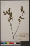 Wikstroemia indica (L.) C. A. Mey. n