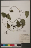 Stephania japonica (Thunb. ex Murray) Miers d