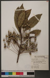 Elaeocarpus multiflorus (Turcz.) F.-Vill. c