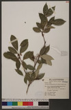 Glycosmis cochinchinensis Pierre ۭd