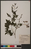 Solanum seaforthia...