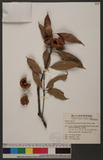Cyclobalanopsis pachyloma (O. Seem.) Schottky R