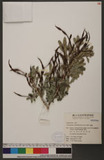 Ormocarpum cochinchinensis (Lour.) Merr. غi