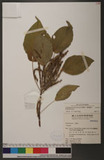 Acalypha kotoensis Hayata KA