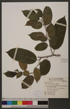 Rhamnus formosana Matsum. _
