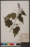 Rubus lambertianus Ser. ex DC. w