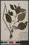 Perilla frutescens (L.) Britton Ĭ