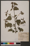 Melochia corchorifolia L. 