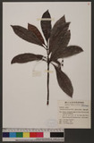 Psychotria rubra (...
