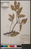 Prunus phaeosticta...