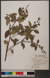 Ligustrum japonicum Thunb. 日本女貞