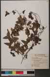 Dioscorea doryphora Hance u