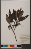 Daphniphyllum kengii Hurusawa դַ