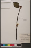 Pyrus calleryana Dence. 豆梨