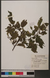 Rhamnus formosana ...